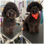 happy groomed dog